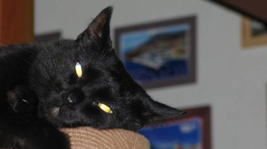 Kara kedi uyuyor gibi görünüyor, ama sanki seni izliyor gibi.