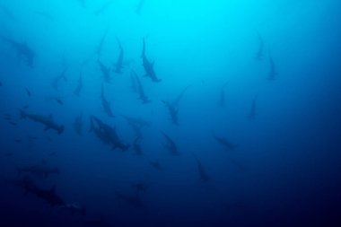 Cocos Adası Hammerhead köpekbalığı