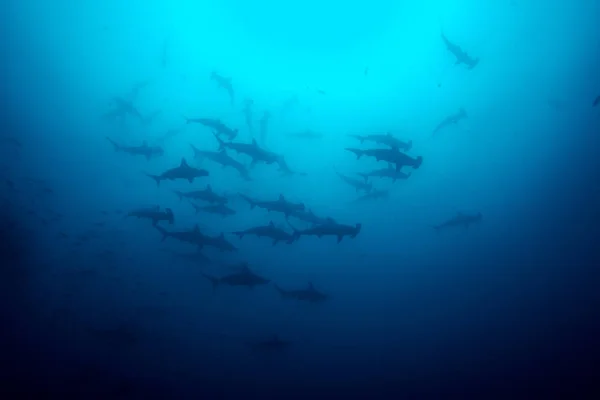 Cocos-szigeti Hammerhead cápák — Stock Fotó