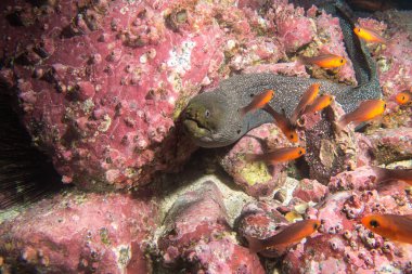 Moray yılan balığı Malpelo