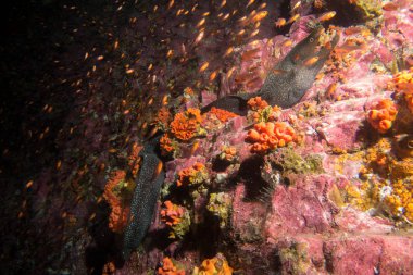 Moray yılan balığı Malpelo