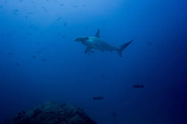 Hammerhead shark kókusz-sziget — Stock Fotó