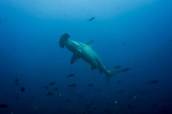 Hammerhead shark cocos island — Stock Photo, Image