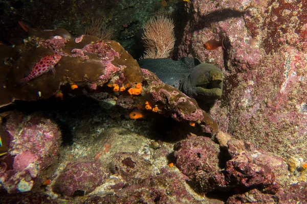 Muränen-Malpelo — Stockfoto