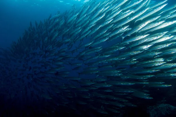 School of Barracuda — Stock Photo, Image