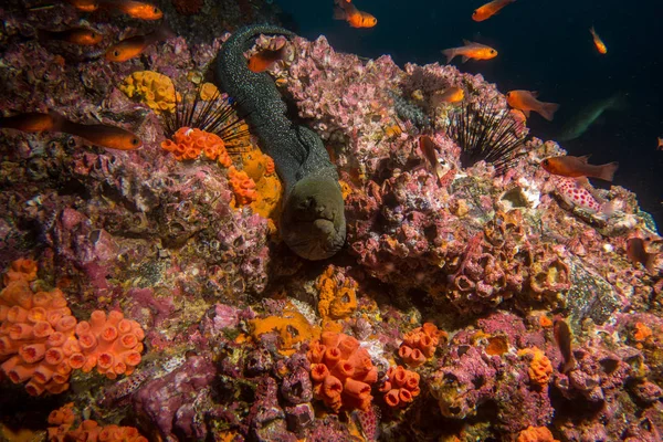 Moray Eel Malpelo — Fotografia de Stock