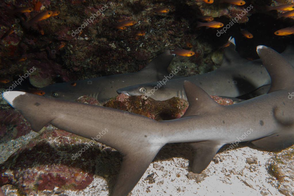 Multible whitetip sharks sleeping — Stock Photo © 132323192