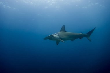 Çekiç kafalı köpek balığı malpelo Adası