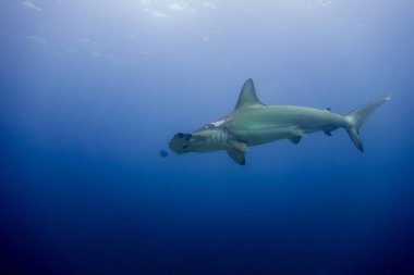 Çekiç kafalı köpek balığı malpelo Adası