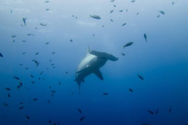 Çekiç kafalı köpek balığı malpelo Adası
