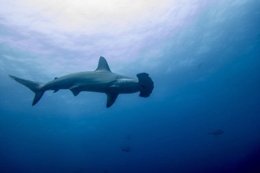 Hammerhead shark malpelo island clipart
