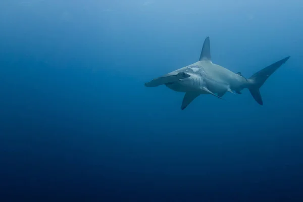 Hammerhead shark malpelo sziget — Stock Fotó