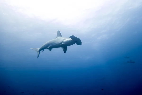 Hammerhead shark malpelo sziget — Stock Fotó