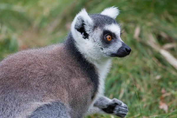 Portrait of a Lemur — Stock Photo, Image