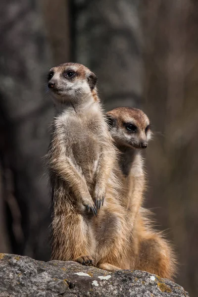 Portrait of a Meerkat — Stock Photo, Image