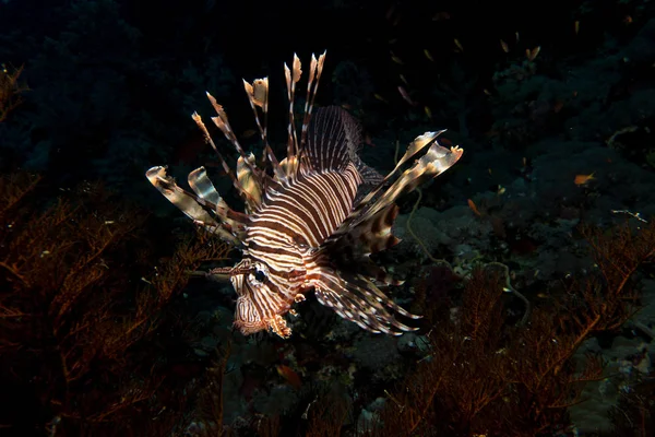 Lionfish no Mar Vermelho — Fotografia de Stock