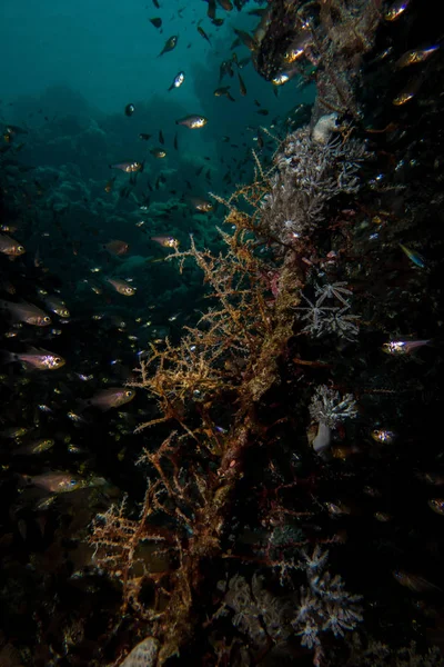 홍 해에서 glassfishes — 스톡 사진