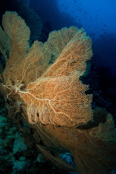 red Sea'deki/daki gorgonian mercan