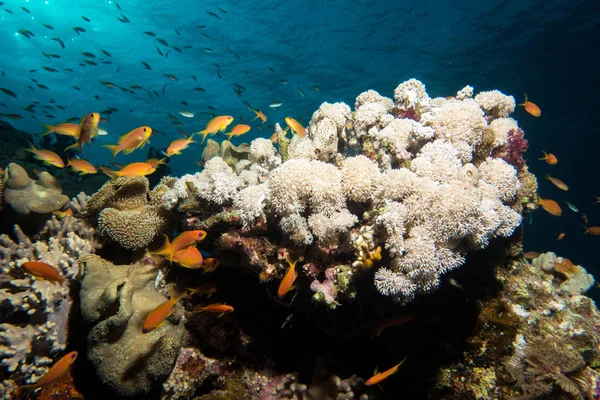 Korallengarten im Roten Meer lizenzfreie Stockbilder