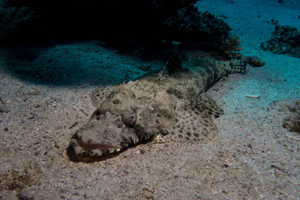 Krokodilfische im Roten Meer Stockbild