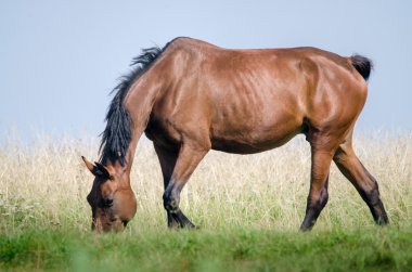 Güneşli bir günde bir çayır çim yeme kahverengi at