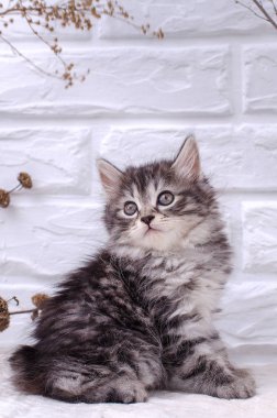 Beyaz zemin üzerinde kedi yavrusu 