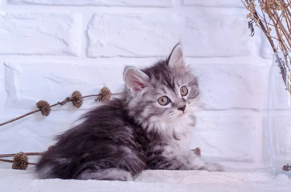 Beyaz zemin üzerinde kedi yavrusu 