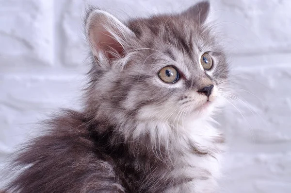 Beyaz zemin üzerinde kedi yavrusu 