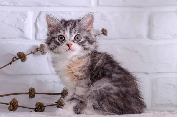 Beyaz zemin üzerinde kedi yavrusu 