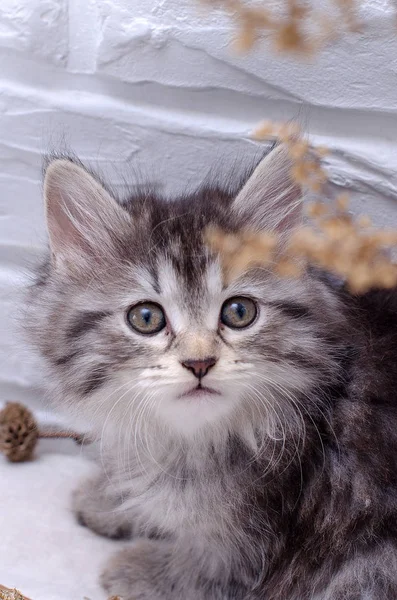 Beyaz zemin üzerinde kedi yavrusu 