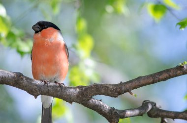 bir dalda kuş oturur