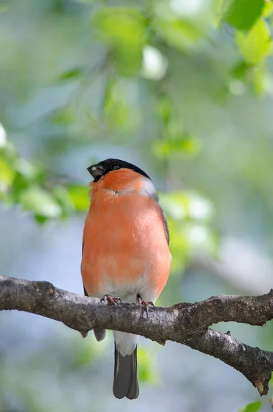 bir dalda kuş oturur