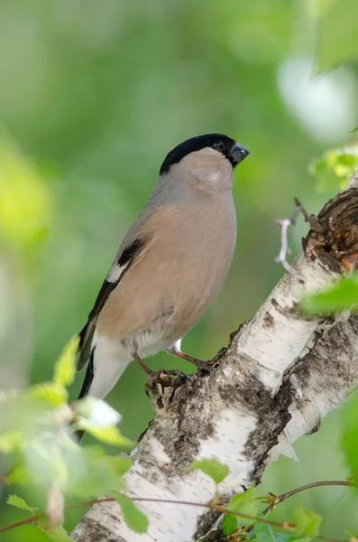 bir dalda kuş oturur