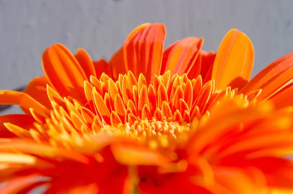 Petali di un fiore rosso-arancio simili a camomilla primo piano macro — Foto Stock