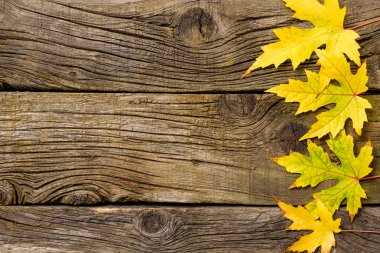 Eski ahşap zemin üzerine sarı yaprak