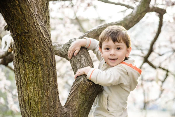 Toddler boy in spring time near the blossom tree — Stock Photo, Image