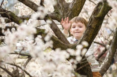 yürümeye başlayan çocuk yakınındaki çiçeği ağaç bahar zamanında