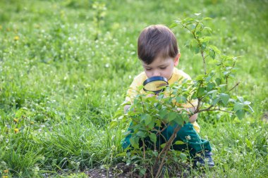 Genç çocuk bir çayır büyüteç ile doğada keşfetmek