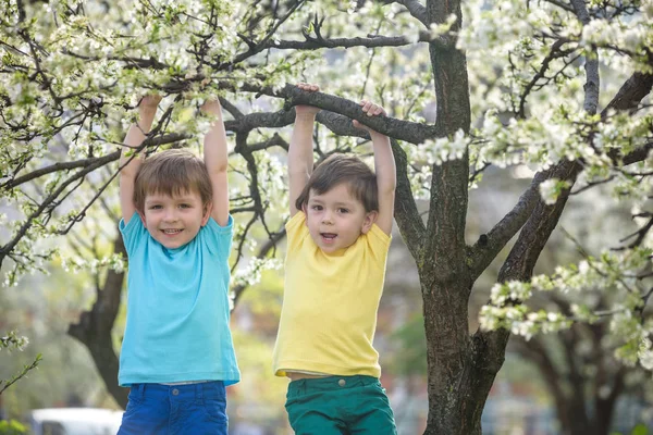 Dos chicos hermanos niños colgando de un árbol de primavera de flor — Foto de Stock