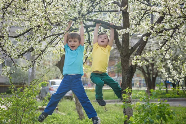 Dva chlapci bratři děti visí ze stromu jarní květ — Stock fotografie