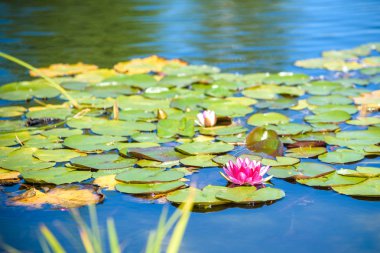 Güzel pembe nilüferler ya da nilüfer çiçekleri gölette