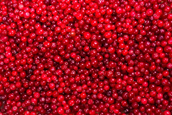 Red ripe cranberries background — Stock Photo, Image