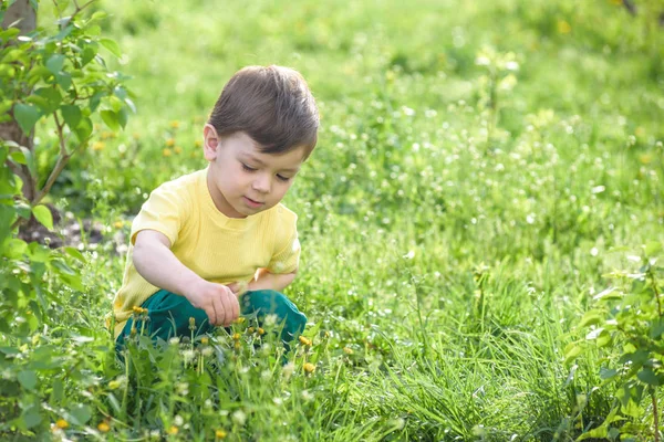Щасливий маленький хлопчик з коричневими очима сидить на траві ромашки квіти в парку — стокове фото