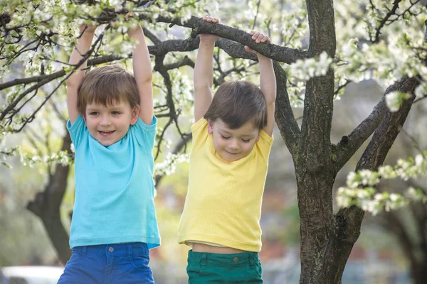 Dos chicos hermanos niños colgando de un árbol de primavera de flor —  Fotos de Stock