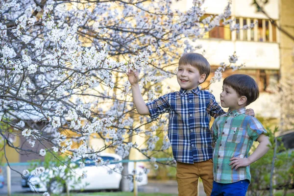 Felices hermanitos niños en el jardín de primavera con árboles florecientes , — Foto de Stock