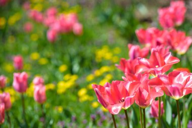 Bahar güzel renkli Lale alanlarla Hollanda, Hollanda