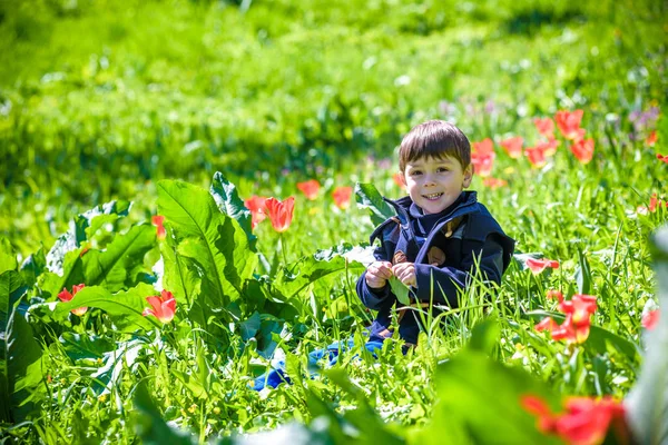 Chico lindo entre el campo de tulipanes púrpura — Foto de Stock