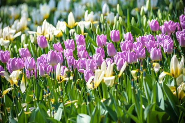 Lots of tulips in different colors in a botanical garden — Stock Photo, Image