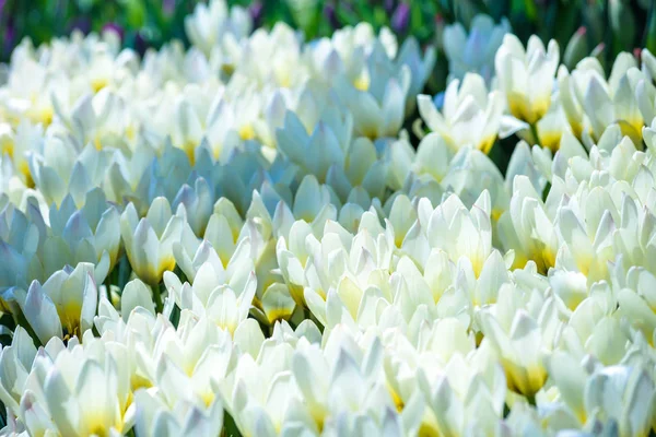 Beautiful white tulips flowerbed closeup. Flower background. Summer garden landscape design — Stock Photo, Image