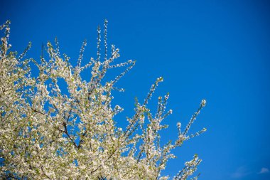 Bir bahar günü kiraz çiçekleri açar.